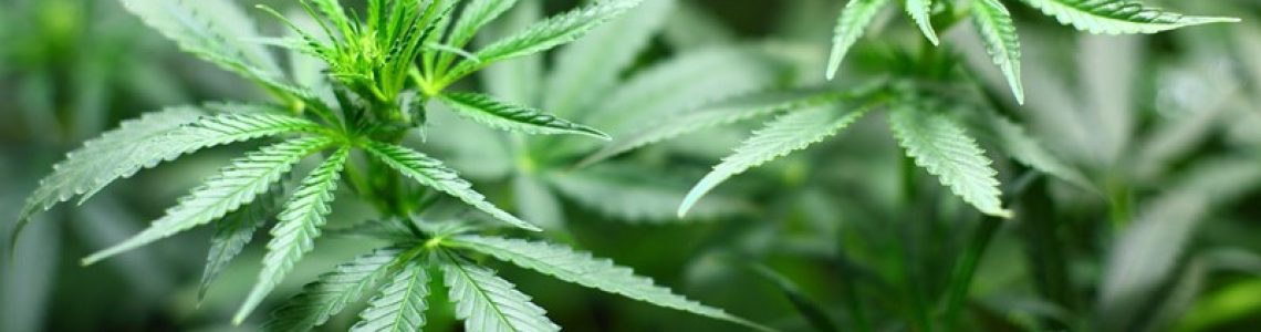 Ondernemer betrapt op drugshandel: hof bevestigt redelijkheid schatting inspecteur