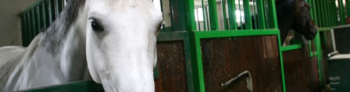 Paardenaccommodatie als onderdeel van de eigen woning?