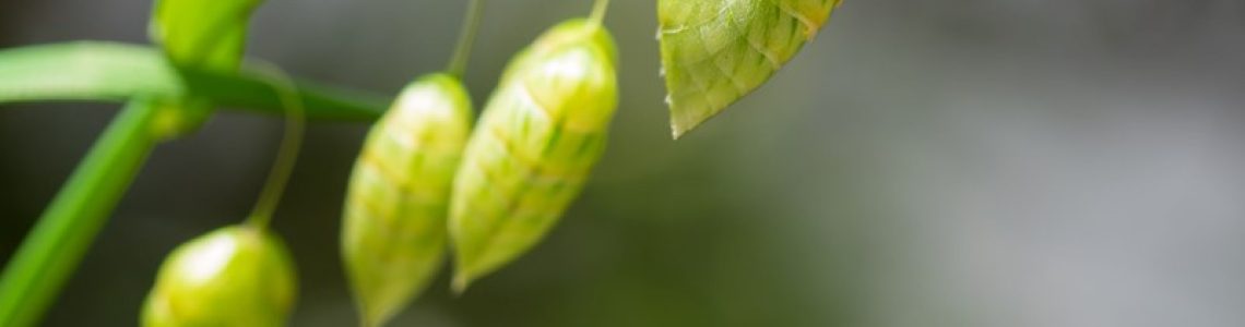 Kort kijken, hoog schatten: het hof fluit de inspecteur terug