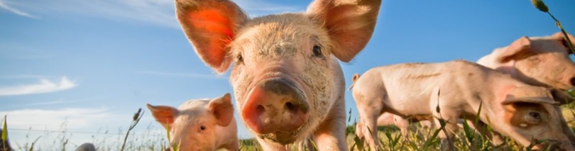 Geen voorziening voor toekomstige bedrijfsvoortzetting